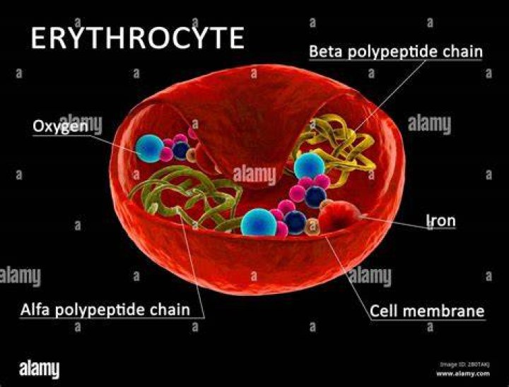 20 Best Anime Waifus Who Will Make You Swoon! 2 #19 Erythrocyte Cell