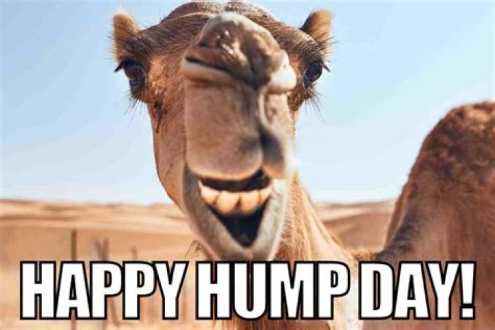 33 Happy Hump Day Meme Wishes and Images Preet Kamal