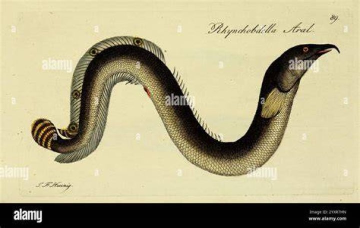 A black snake-like creature hovers next to a white and yellow creature and a glowing creature with antlers.