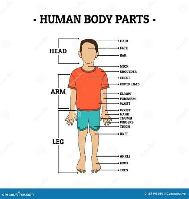 Arm, Abdomen, Leg, Shoulder, Elbow, Joint, Muscle, Physical fitness, Exercise, Chest, Arm, Abdomen, Leg, Shoulder, Elbow, Joint, Muscle, Physical fitness, Exercise, Chest,