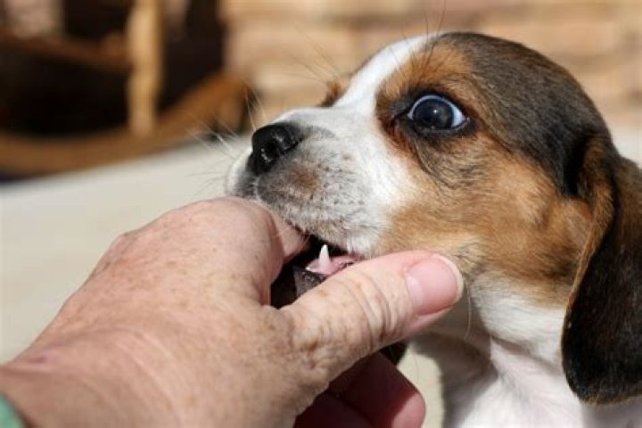 beagle puppy biting a chew ball