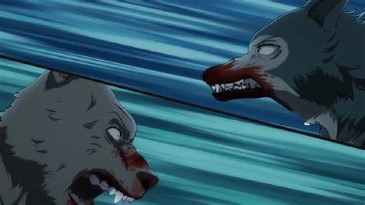 Beastars Riz and Legoshi Fight