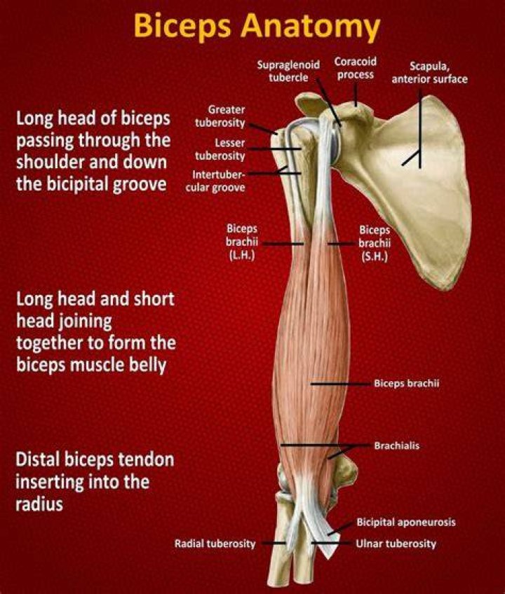 biceps anatomy