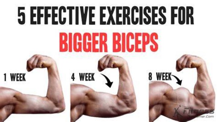 build bigger biceps