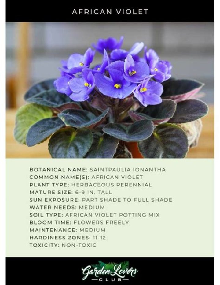 caring for african violets caring for african violets