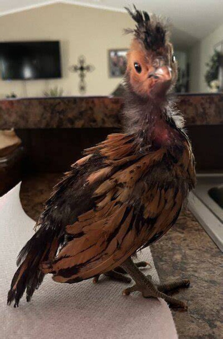 Chick with a Mohawk BackYard Chickens Learn How to Raise Chickens