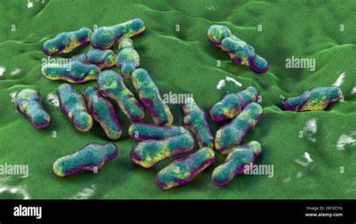 images/histmed/wwi/lab-02.jpg Clostridia