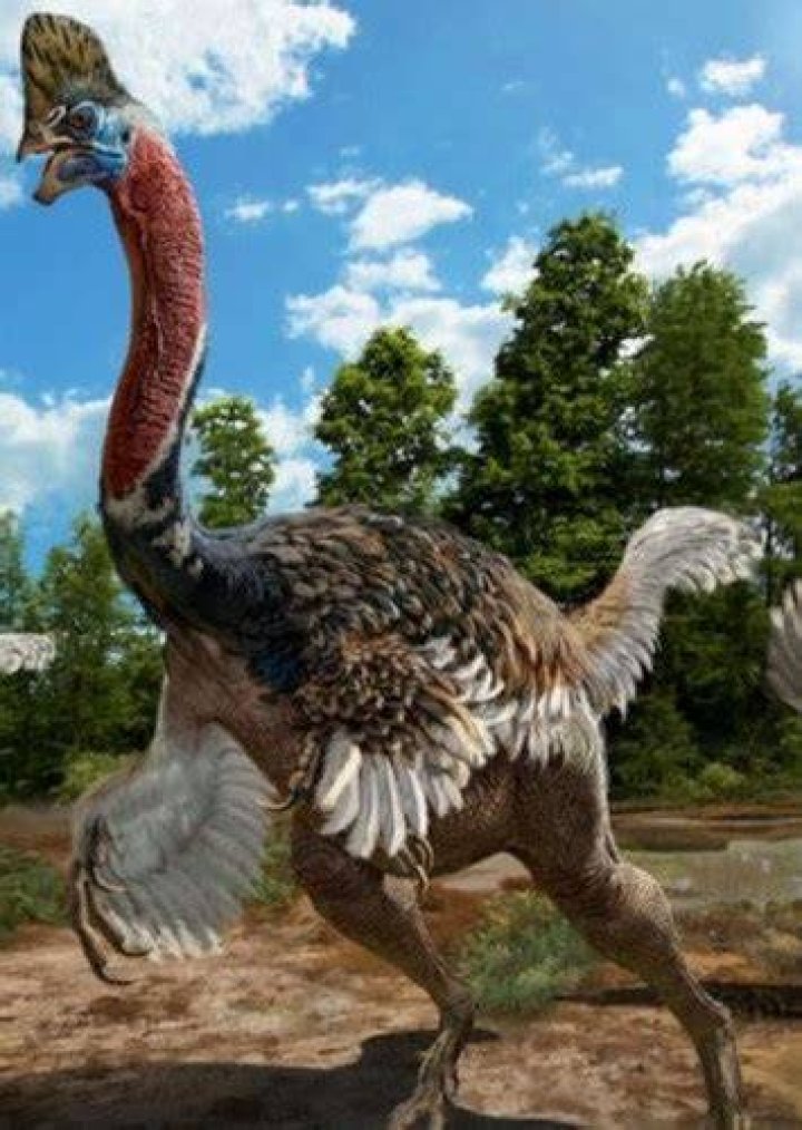 Corythoraptor Fan Casting