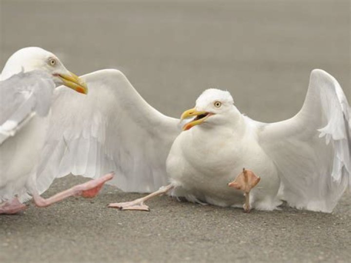 divider-bird