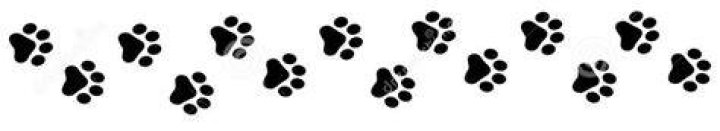 divider-paw