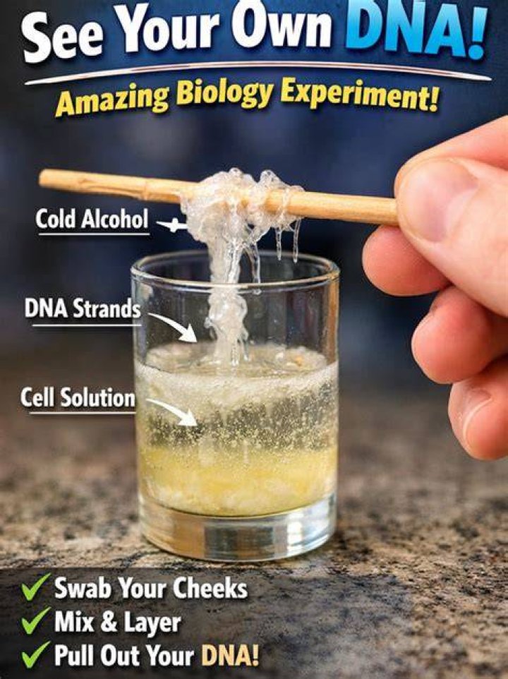 Extract some DNA yourself - it's easy