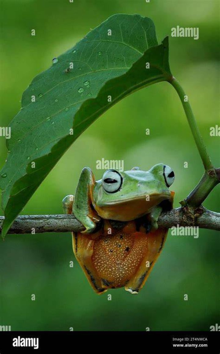 Frog taking shelter under a leaf Frog taking shelter under a leaf