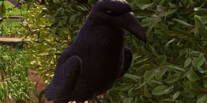 Grounded Crow