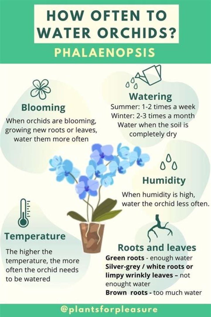 how often do you water an african violet? how often do you water an african violet?