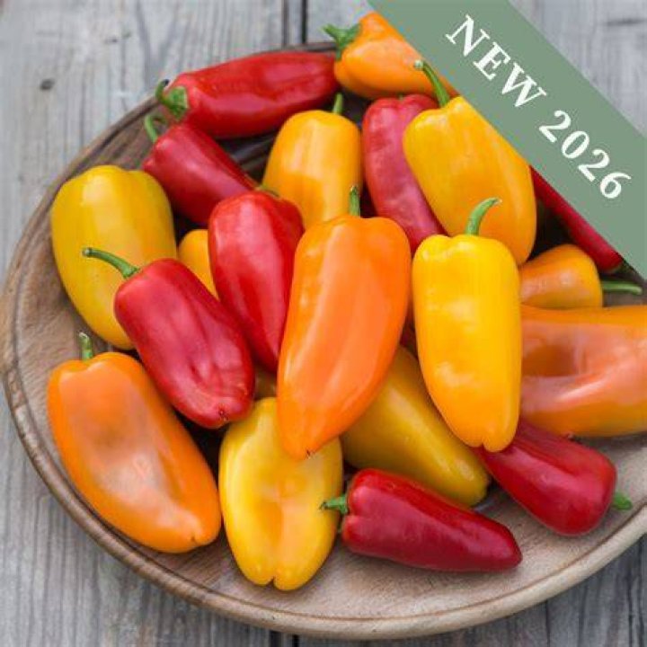 KwaSizabantu sweet pepper KwaSizabantu sweet pepper