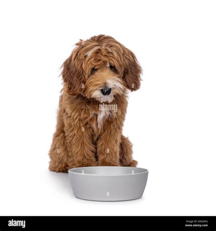 labradoodle puppy with dog bowl