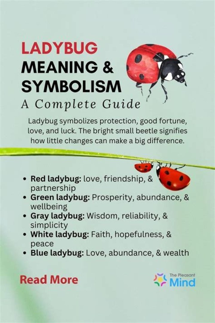 Ladybug Meaning Ladybug Symbolism Ladybug Spiritual Meaning