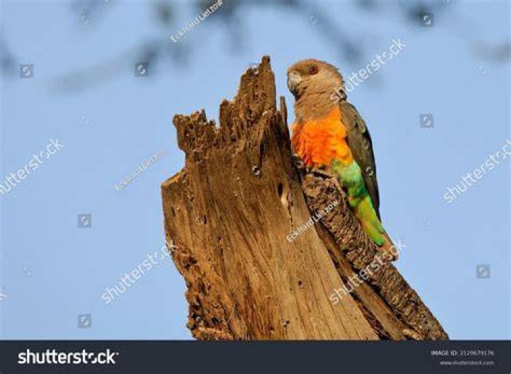 male Red-bellied Parrot on the tree