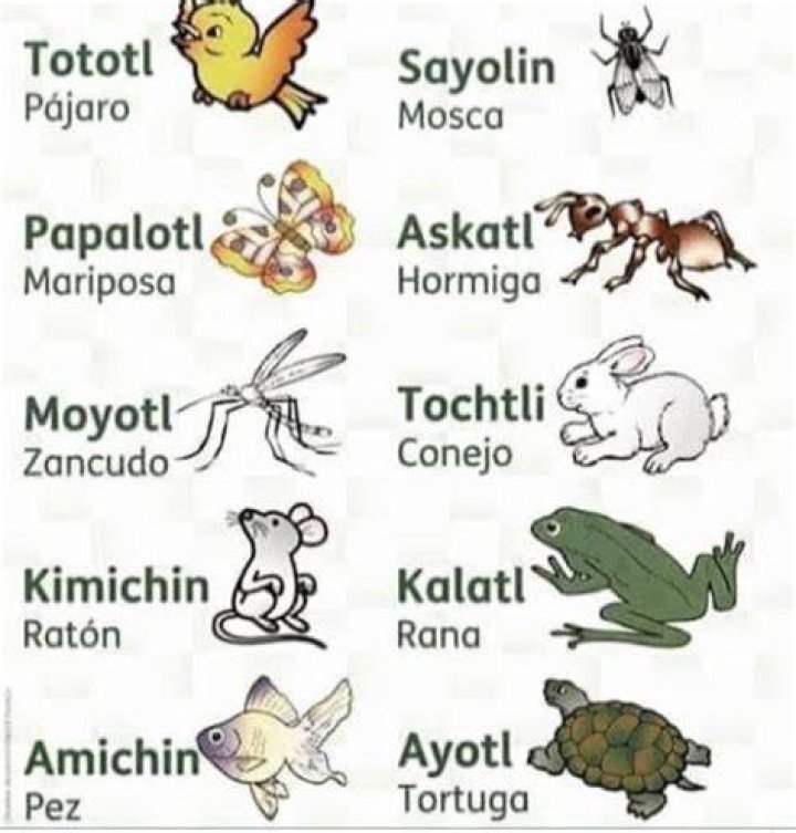 Nahuatl Animal