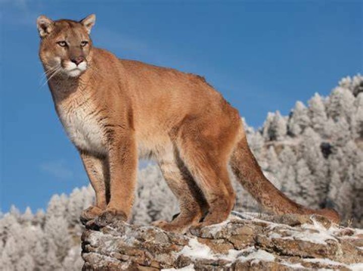 Photo: Puma