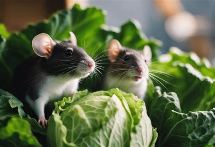 Rat eating cabbage