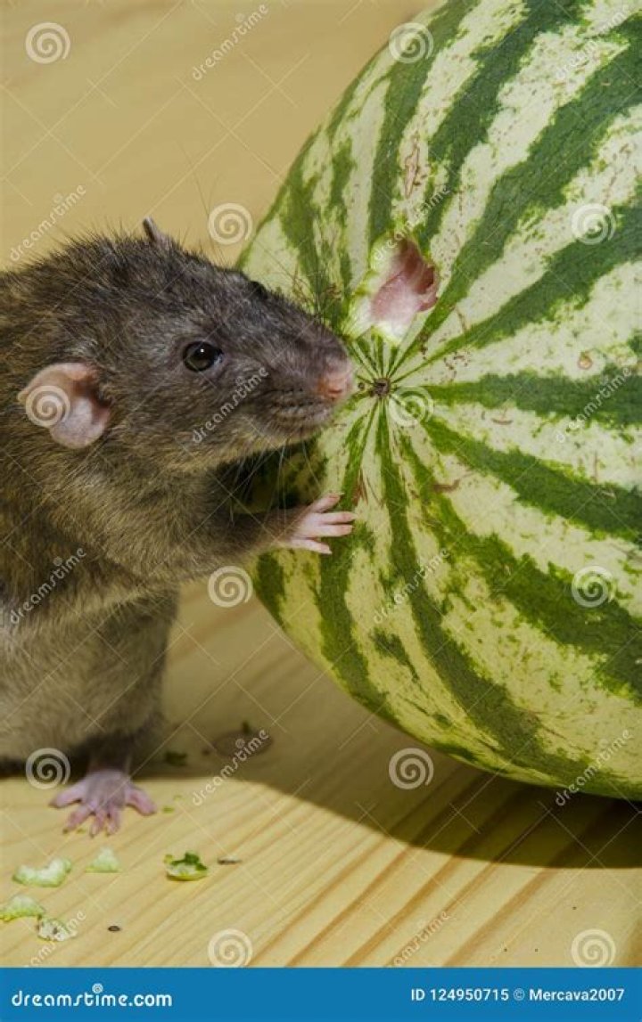 Rat eats a watermelon with seeds