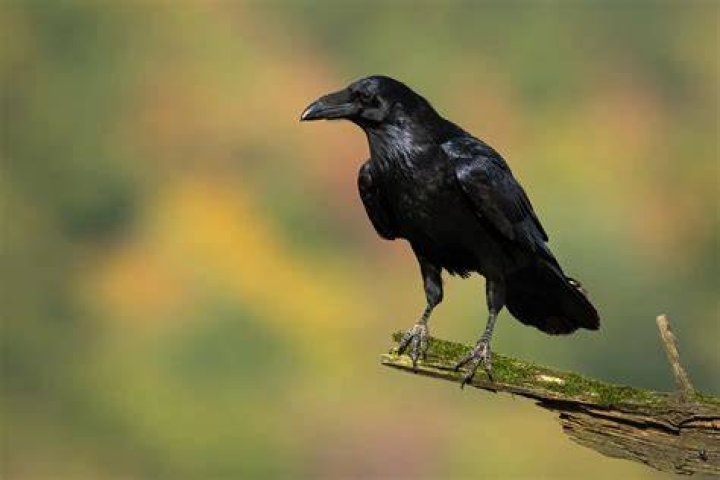 raven