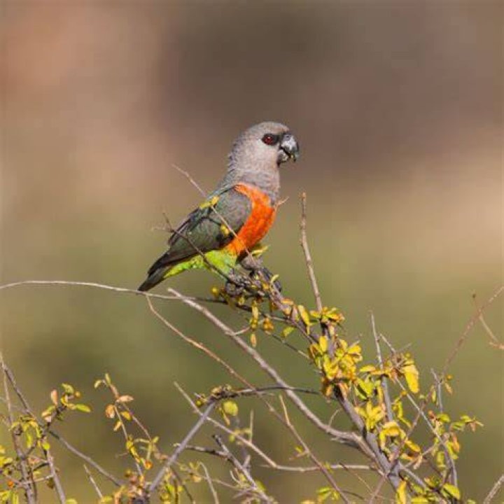 Red bellied parrot