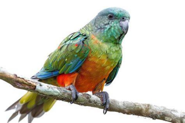 red-bellied parrot