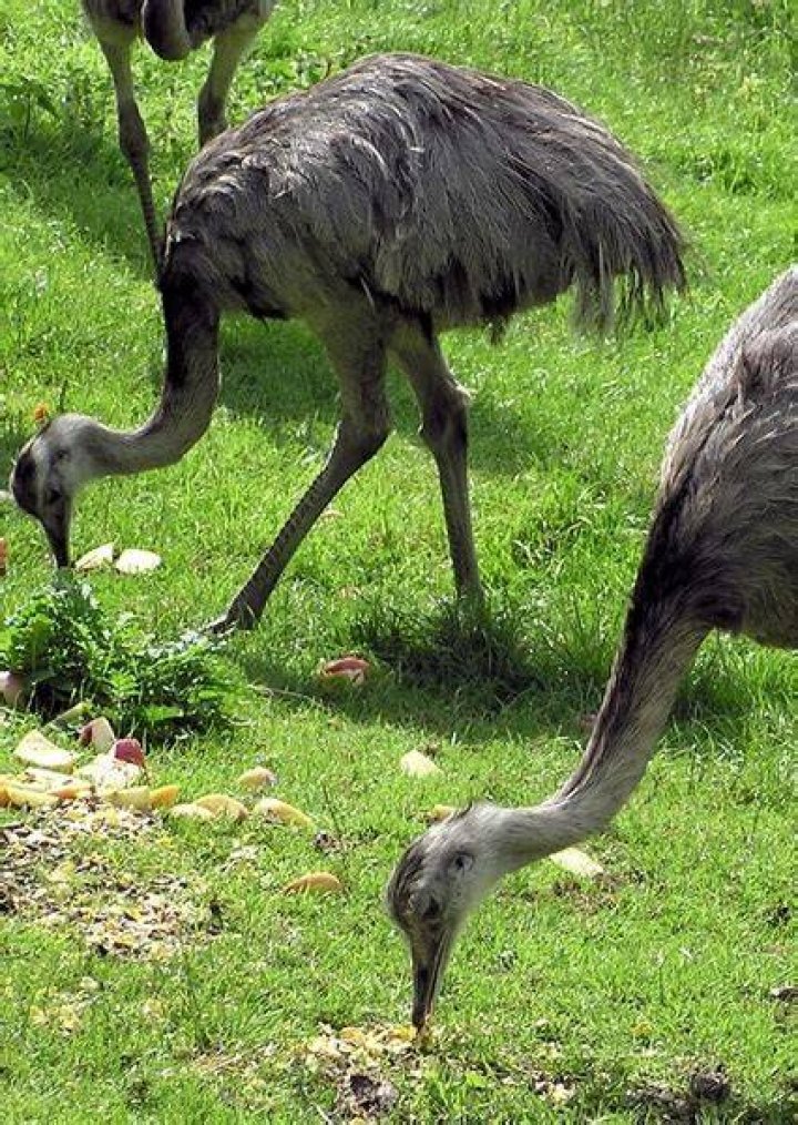 Rhea (Bird) Fan Casting