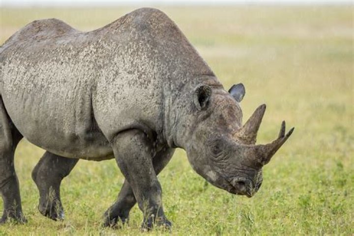 Rhino 