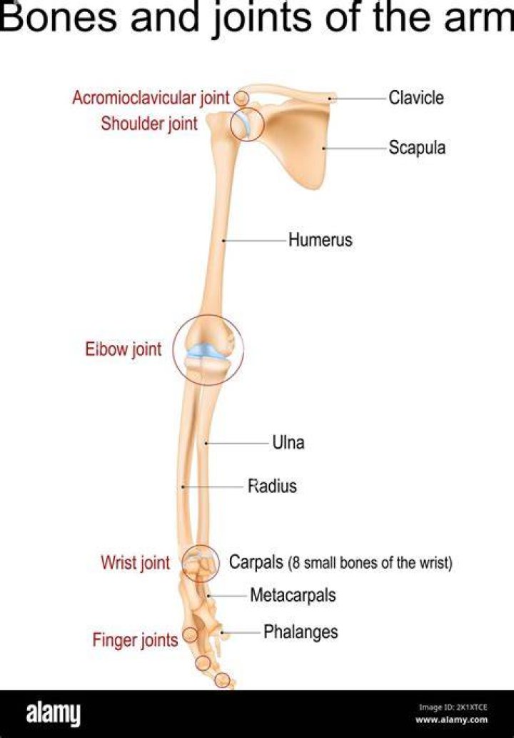Shoulder, Leg, Arm, Joint, Human leg, Muscle, Abdomen, Weights, Chest, Human body, shoulder, leg, arm, joint, human leg, muscle, abdomen, weights, chest, human body,