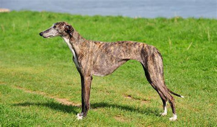 Spanish Galgo greyhound dog