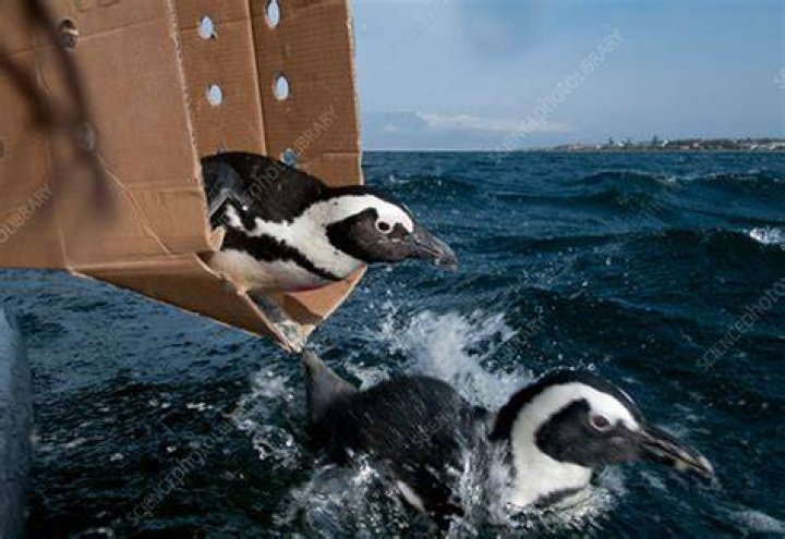 The Penguin being released from prison in Batman The Animated Series
