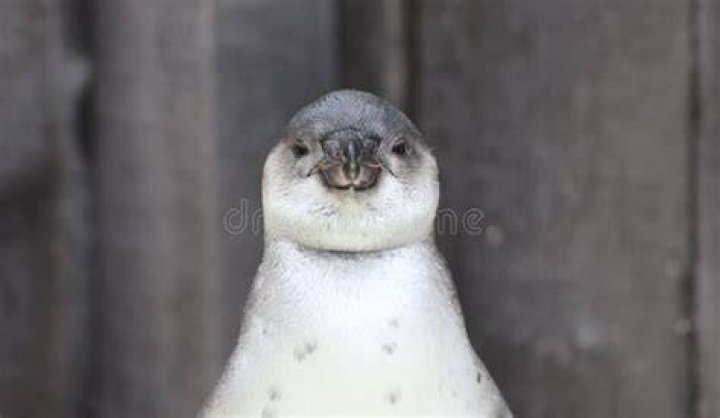 The Penguin staring down at Batman in the Batmobile in The Batman