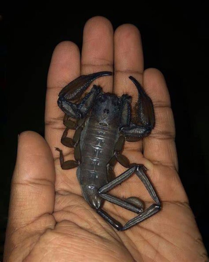 The Rock As The Scorpion King