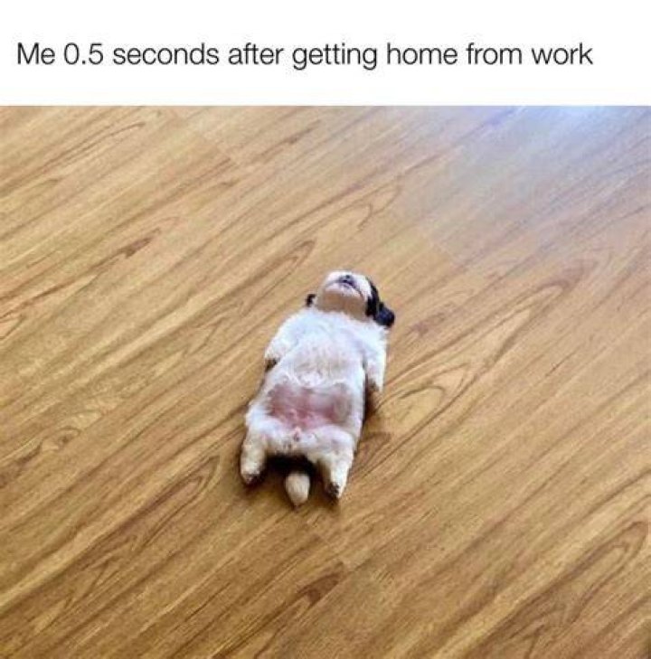 tired dog meme mind body miko