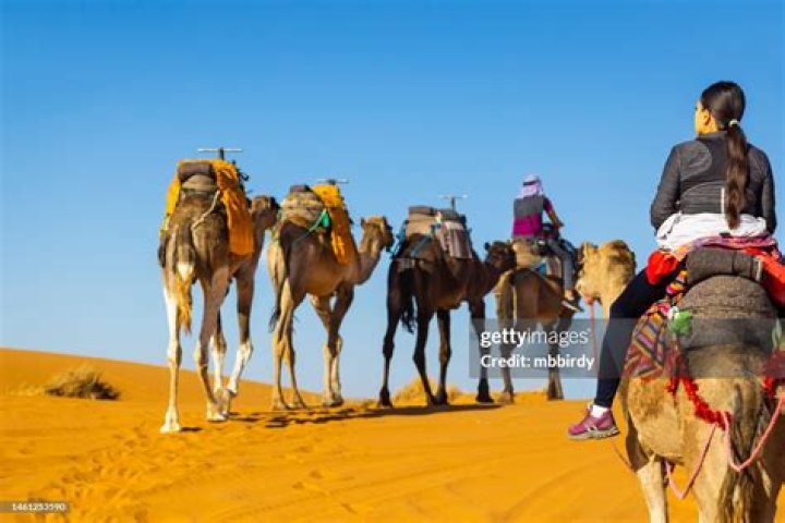 Tourists riding camels in Morocco