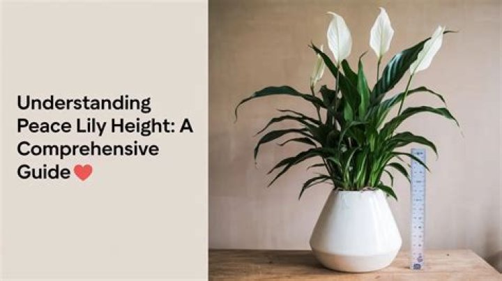 Understanding Wooda Height: A Comprehensive Guide