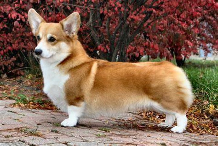Welsh Corgi, Pembroke welsh corgi, Canidae, Dog breed, Snout, Dog, Carnivore, Welsh Corgi, Pembroke welsh corgi, Canidae, Dog breed, Snout, Dog, Carnivore,