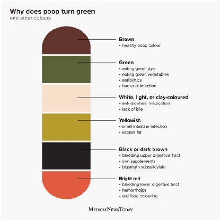 What Does It Mean If Your Poop Is Green?